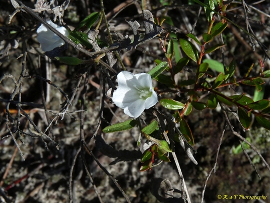 {Stylisma humistrata}